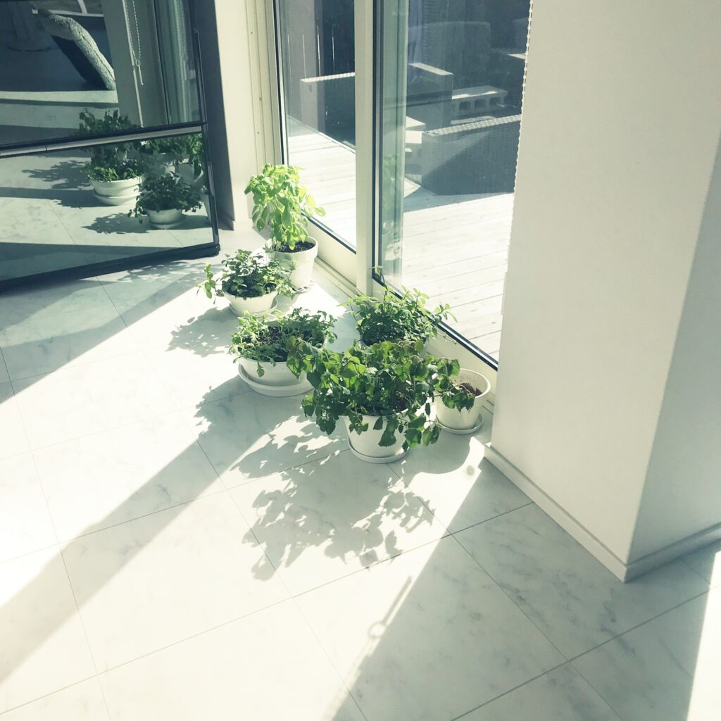 わたしの家のキッチンで育ててい野菜。