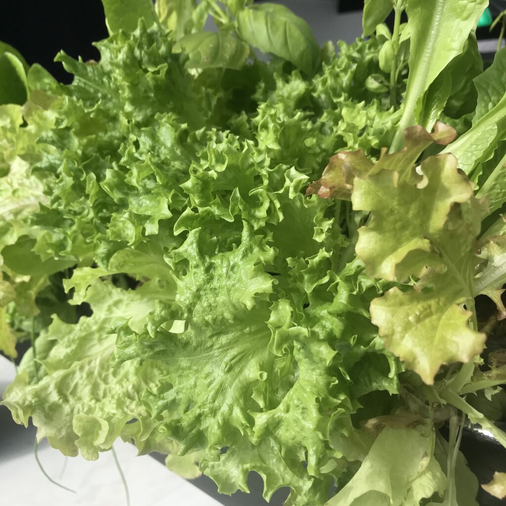 わたしが種から育てたレタスミックスの写真