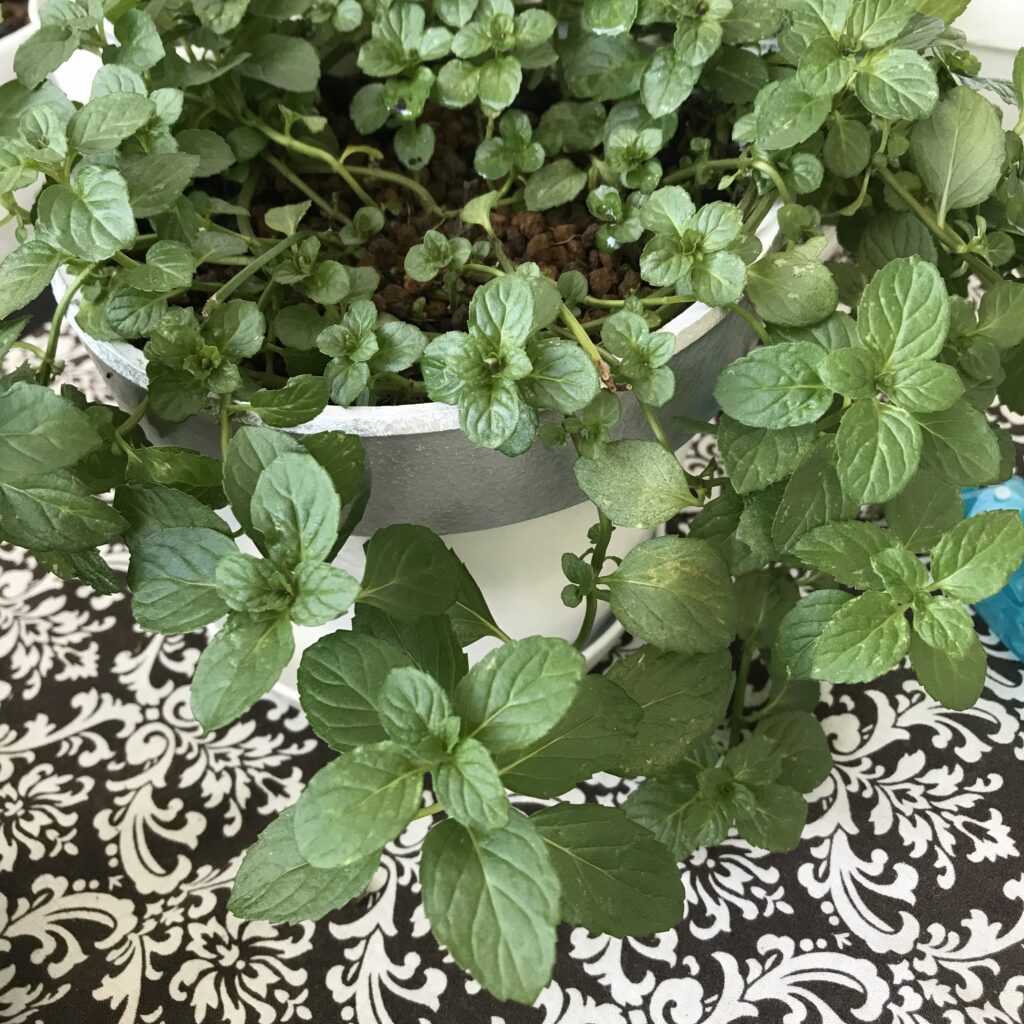 わたしが育てているミントの写真