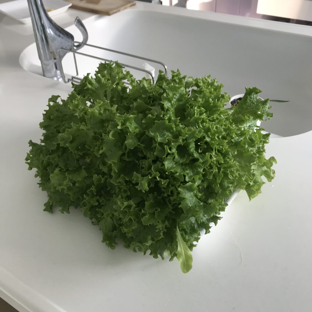 わたしが育てたレタスミックスの写真。