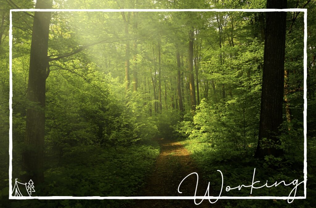 森林浴ができる道の画像